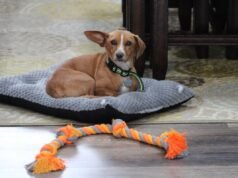 Um cão resgatado ouve espanhol pela primeira vez em uma nova casa – e o reconhece imediatamente