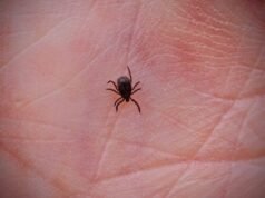 Picadas de carrapatos causam a maioria das visitas ao pronto-socorro na década: CDC