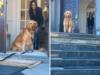 O golden retriever se recusa a deixar a vovó – e então a família recebe notícias devastadoras