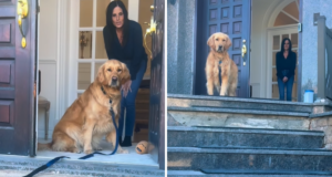 O golden retriever se recusa a deixar a vovó – e então a família recebe notícias devastadoras