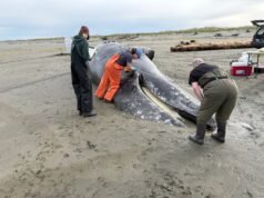 As mortes de baleias são elevadas nas costas de Oregon e Washington, mas o que as causa?