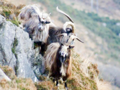 Estudo descobre que a cabra irlandesa antiga remonta à linhagem da Idade do Bronze de 3.000 anos