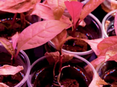 Técnica inovadora pode transformar os recursos globais de terras raras