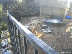 Leão da montanha mata cães de família na Califórnia em plena luz do dia