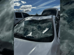 ‘Cervo vai me bater’: vídeo captura acidente chocante que faz cervo voar