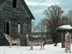 A natureza prospera em Chernobyl enquanto os animais retornam à área atingida pela radiação
