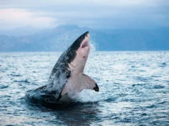 Tubarão e atum superaquecidos e sem opções