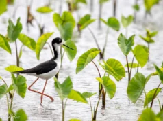 Cientistas acabam de desmascarar mito de 50 anos sobre pássaros havaianos