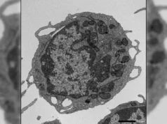 A proteína da “morte” pode ser a chave para retardar o envelhecimento desde a origem