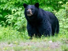 Parque Nacional Great Smoky Mountains fecha trilhas em meio ao aumento da atividade de ursos