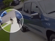 Um coiote que atacou um menino de 4 anos no sul da Califórnia foi sacrificado