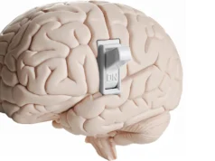 Cientistas descobrem interruptor cerebral oculto que diz para você parar de comer