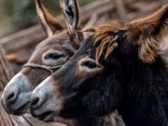 Polêmica sobre a venda de carne de burro: “É macia e muito interessante”, disse Julio Cittadini.