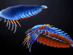 Esta minúscula garra em um fóssil de 500 milhões de anos acaba de reescrever as origens das aranhas