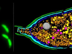 Cientistas descobrem que bactérias podem ‘explodir’ para espalhar resistência a antibióticos