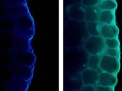 A luz torna as plantas mais fortes, mas também pode atrapalhá-las