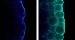 A luz torna as plantas mais fortes, mas também pode atrapalhá-las