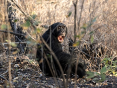 Grupo de chimpanzés selvagens apanhados no meio da “guerra civil” no Uganda: investigação