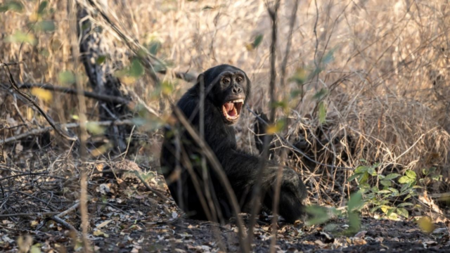chimp-AFP-REP-1775912618378_d.png