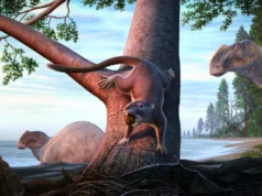 Este minúsculo mamífero sobreviveu ao apocalipse dos dinossauros e mudou a vida na Terra