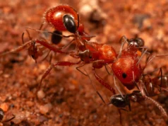 Cientistas descobrem ‘formigas limpas’ que podem limpar formigas gigantes no deserto do Arizona