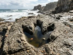 Incríveis pegadas de dinossauros de 132 milhões de anos estão reescrevendo a história