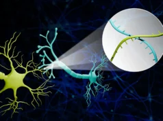 Cientistas usam códigos de barras de RNA para mapear circuitos ocultos no cérebro, fazendo grandes avanços
