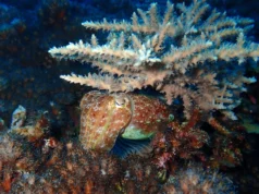 Como a lula sobreviveu à pior extinção da Terra e dominou os oceanos