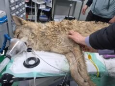 Lobo fugitivo retornou em segurança ao zoológico sul-coreano após nove dias de intensa busca