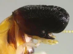 Cientistas descobrem cupins estranhos que se parecem com cachalotes bebês