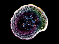 Primeira visualização em 3D mostra como as células T assassinas destroem o câncer