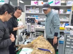 NAS FOTOS | Coreia do Sul: O lobo que escapou do zoológico foi capturado nove dias depois