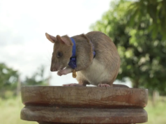 O Camboja homenageou o herói Mouse Magawa com uma estátua em Siem Reap; aqui está a história dele