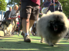 ‘Doggy Dash’ da Oregon Humane Society chega ao Tom McCall Waterfront Park