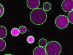 Cientistas acabam de descobrir o que impede as células vegetais de crescerem descontroladamente
