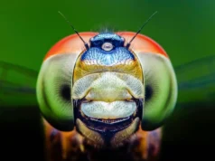 As libélulas podem ver cores que os humanos não conseguem, o que pode transformar a medicina