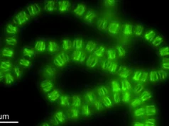 Bactérias reconectam máquinas de DNA para moldar células, cientistas chocados