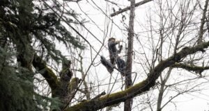 Quedas de energia afetam milhares de residentes da área de Portland
