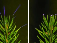 Cientistas acabaram de capturar árvores brilhando durante tempestades