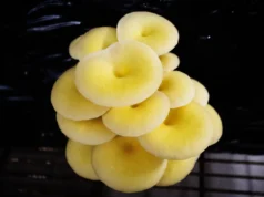 Cientistas alertam sobre cogumelos ostra dourados vendidos nos mercados da Flórida