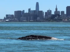 As baleias cinzentas estão entrando na Baía de São Francisco e muitas não sobreviverão