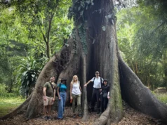 As florestas africanas passaram de sumidouros de carbono a fontes de carbono
