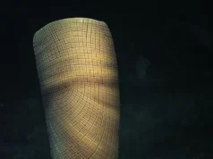 Cientistas acabam de resolver mistério fóssil de 160 milhões de anos ‘Nunca vi nada parecido’