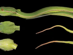 DNA revela espécie de víbora escondida na China