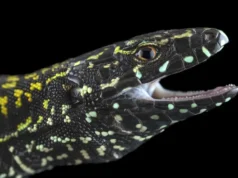 Lagartos agressivos do ‘Hulk’ estão destruindo milhões de anos de evolução