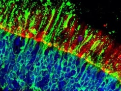 Avanço protege células visuais que permitem ver rostos e cores