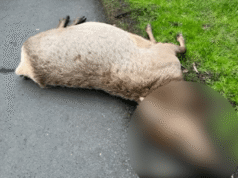 ‘Ato cruel’: autoridades buscam informações sobre alces mortos perto de Cannon Beach