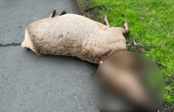 ‘Ato cruel’: autoridades buscam informações sobre alces mortos perto de Cannon Beach