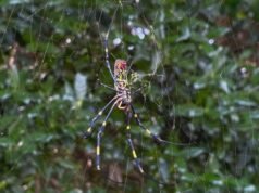 Aranhas do tamanho da palma da mão foram avistadas no sul da Califórnia