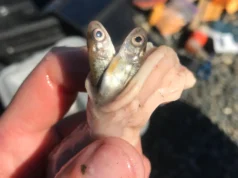 O aquecimento das águas está exacerbando os predadores invasores do salmão no Alasca